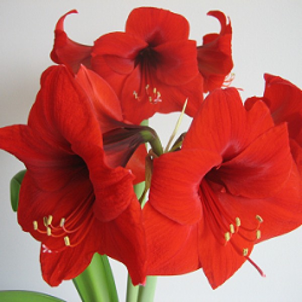 Amaryllis Lily Bulb Red (Pack of 5)